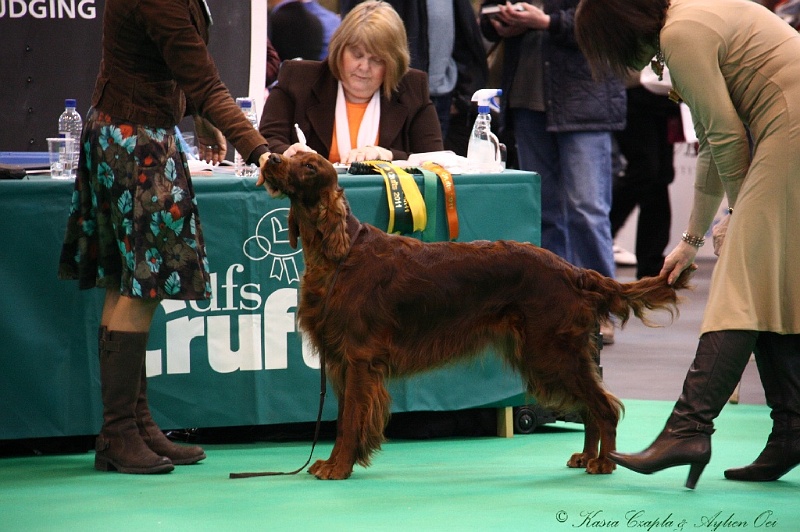 Crufts2011 335.jpg